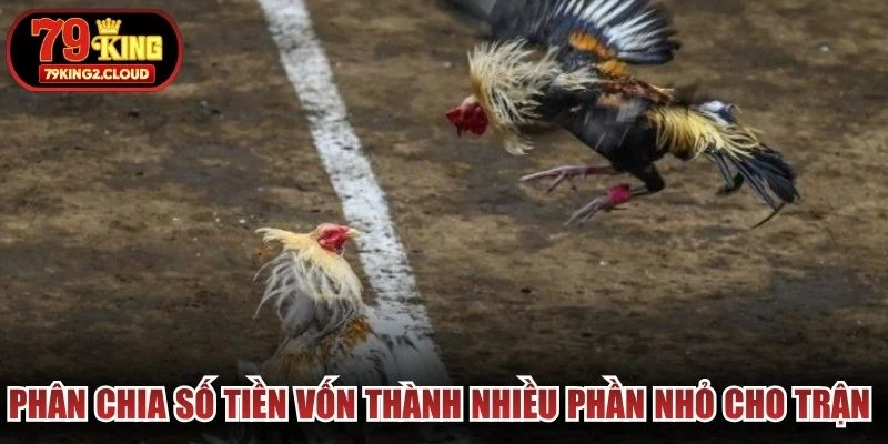 Phân chia số tiền vốn thành nhiều phần nhỏ cho trận đấu đá gà 79KING khác nhau